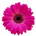 herbal magic logo 2